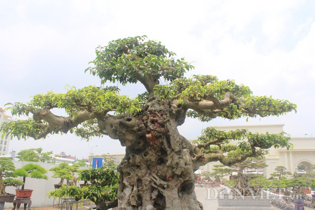 Tác giả khắc họa hình ảnh một bô lão già nua nhưng vẫn uy nghi, lẫm liệt, kiêu hùng, hiên ngang. Tác giả khắc họa hình ảnh một bô lão già nua nhưng vẫn uy nghi, lẫm liệt, kiêu hùng, hiên ngang.