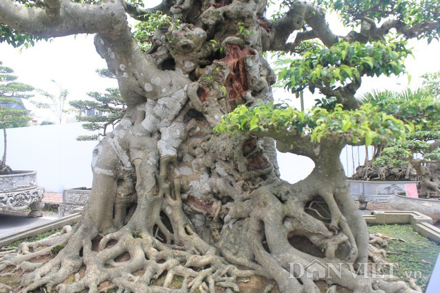 Tác phẩm "tiên lão giáng trần" có bộ rễ ăn đều ra mọi phía, mạnh mẽ chắc chắn. Bên cạnh gốc có một cây nhỏ như cháu chắt vui đùa bên ông bà. Tác phẩm "tiên lão giáng trần" có bộ rễ ăn đều ra mọi phía, mạnh mẽ chắc chắn. Bên cạnh gốc có một cây nhỏ như cháu chắt vui đùa bên ông bà.