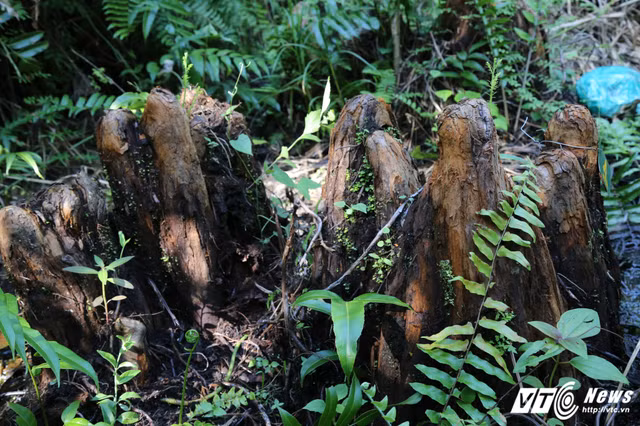 Rung cay thuy tung o Viet Nam co "nui tien" cung khong mua noi-Hinh-5