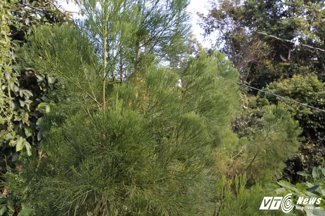 Rung cay thuy tung o Viet Nam co "nui tien" cung khong mua noi-Hinh-8