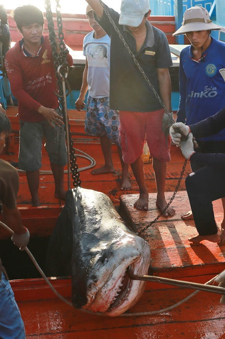 Con mập mà ghe anh Duyên và anh Kén săn được.