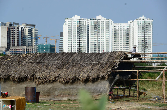 Trong thời gian chờ giải tỏa, một số hộ dân tranh thủ dựng lán nuôi bò, gà vịt và đào ao thả cá.