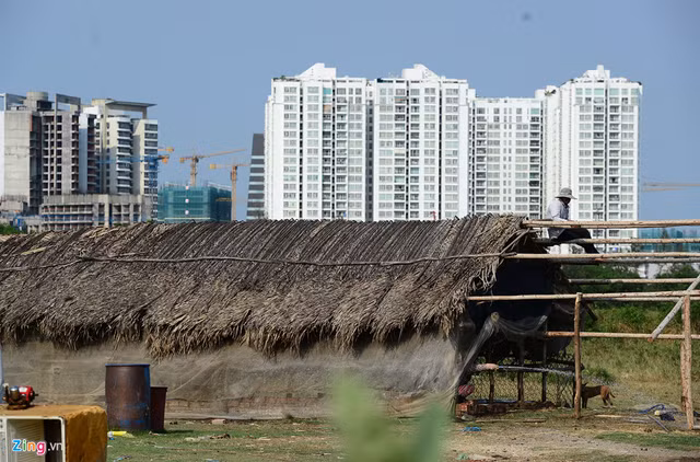 Trong thời gian chờ giải tỏa, một số hộ dân tranh thủ dựng lán nuôi bò, gà vịt và đào ao thả cá.