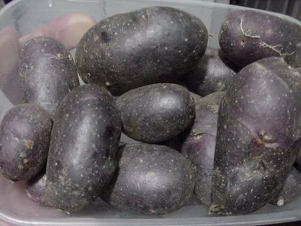 Ven man bi mat mau sac di cua cac loai khoai tay-Hinh-8