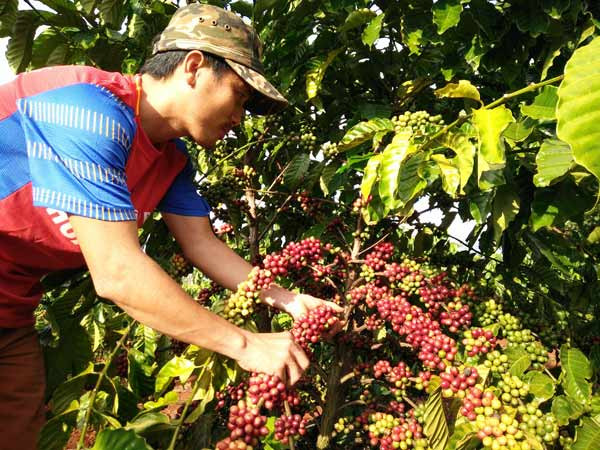 Vì giá hạ, nhiều vườn cà phê để trái chín đỏ cây. Trong ảnh: nông dân trồng cà phê ở Chư Sê đến ngó cà phê rồi về.