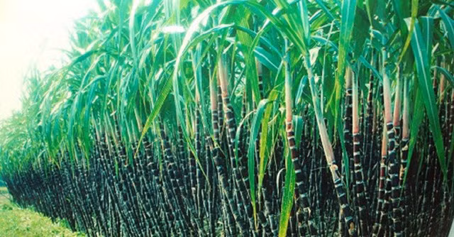 Ngành mía đường đang gặp khó khăn. Ảnh: IT.
