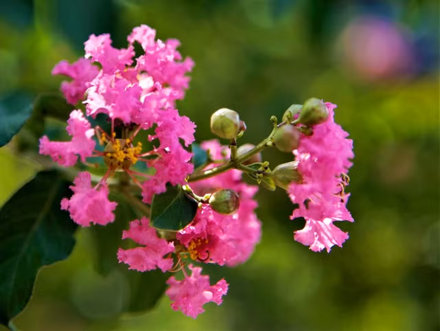 Hoa không lớn nhưng bù lại sắc hoa khá rực rỡ và tươi sáng.