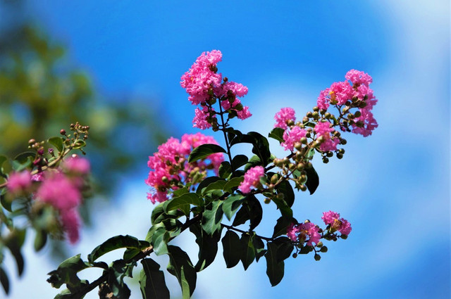 Hoa tường vi có tên khoa học là Rosa multiflora, hoặc Lagerstroemia indica Linn hay còn nhiều tên gọi khác như tầm xuân nhiều hoa, hồng nhiều hoa, tường vi Nhật, dã tường vi, thuộc họ hoa hồng. Hoa tường vi có tên khoa học là Rosa multiflora, hoặc Lagerstroemia indica Linn hay còn nhiều tên gọi khác như tầm xuân nhiều hoa, hồng nhiều hoa, tường vi Nhật, dã tường vi, thuộc họ hoa hồng.