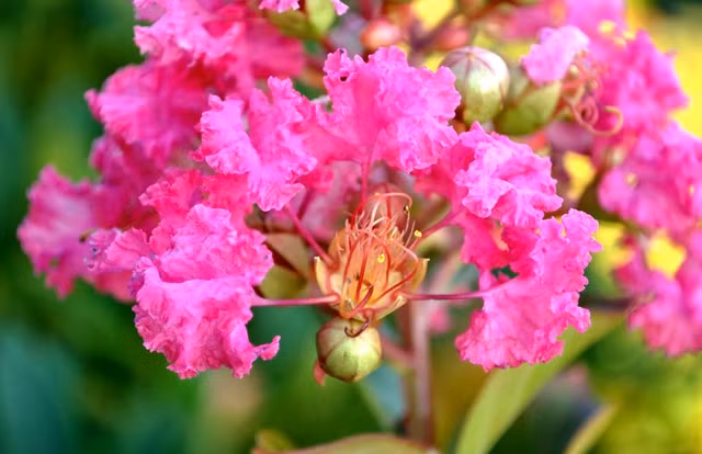 Hiện, tất cả các cây được trồng đều phát triển tốt trên tuyến đường này. Gần đây, hoa tường vi cánh mỏng màu hồng ở tầng giữa và hoa râm bụt vàng tầng dưới cùng nở hoa rực rỡ, bắt mắt, thu hút người đi đường.