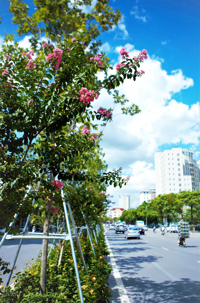 Bà Nguyễn Thị Thoa (Cầu Giấy, Hà Nội) chia sẻ: Sáng nào tôi cũng đi tập thể dục qua cầu đi bộ trên đường Nguyễn Chí Thanh, mỗi ngày lại thấy hàng cây đổi khác. Từ những thân cây khô như cành củi, giờ đây, lá phong đã mọc đầy cành thật vui mắt. Đặc biệt, hoa tường vi cánh mỏng hồng và các hoa phía dưới đưa nở thật đẹp mắt. Tất cả đã tạo nên sức sống mới, diện mạo mới cho tuyến phố. Vào những ngày hè nóng bức, cứ mỗi khi ngắm nhìn hàng cây lãng mạn ấy, tôi lại thấy tâm hồn thư thái hẳn ra. Bà Nguyễn Thị Thoa (Cầu Giấy, Hà Nội) chia sẻ: Sáng nào tôi cũng đi tập thể dục qua cầu đi bộ trên đường Nguyễn Chí Thanh, mỗi ngày lại thấy hàng cây đổi khác. Từ những thân cây khô như cành củi, giờ đây, lá phong đã mọc đầy cành thật vui mắt. Đặc biệt, hoa tường vi cánh mỏng hồng và các hoa phía dưới đưa nở thật đẹp mắt. Tất cả đã tạo nên sức sống mới, diện mạo mới cho tuyến phố. Vào những ngày hè nóng bức, cứ mỗi khi ngắm nhìn hàng cây lãng mạn ấy, tôi lại thấy tâm hồn thư thái hẳn ra.
