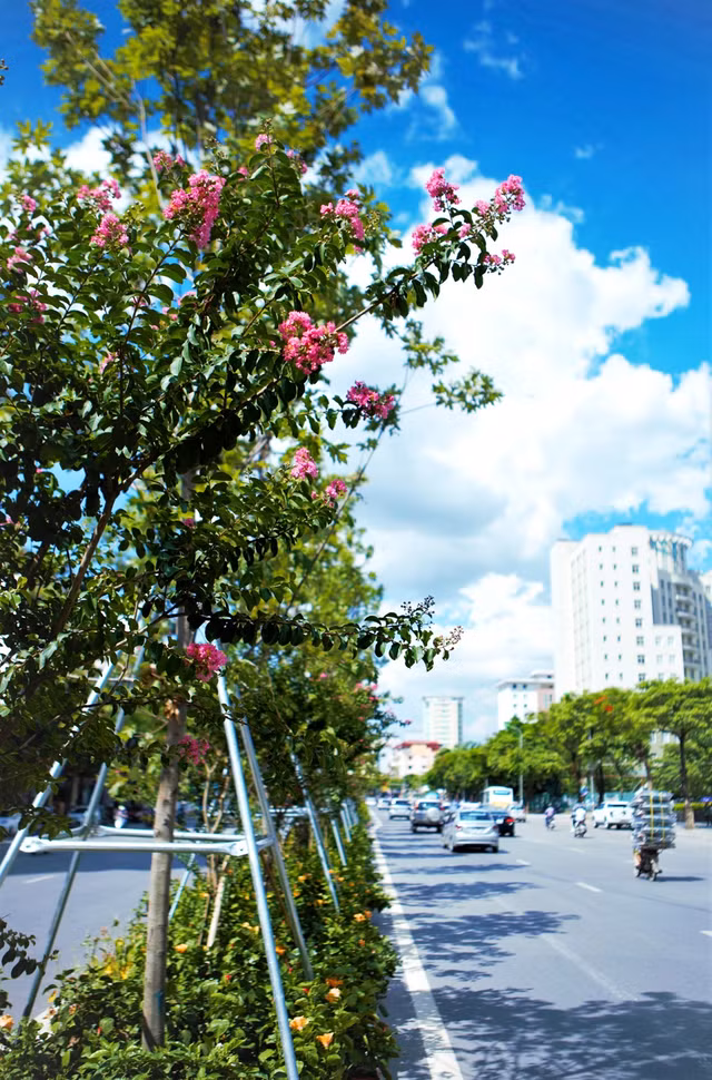 Bà Nguyễn Thị Thoa (Cầu Giấy, Hà Nội) chia sẻ: Sáng nào tôi cũng đi tập thể dục qua cầu đi bộ trên đường Nguyễn Chí Thanh, mỗi ngày lại thấy hàng cây đổi khác. Từ những thân cây khô như cành củi, giờ đây, lá phong đã mọc đầy cành thật vui mắt. Đặc biệt, hoa tường vi cánh mỏng hồng và các hoa phía dưới đưa nở thật đẹp mắt. Tất cả đã tạo nên sức sống mới, diện mạo mới cho tuyến phố. Vào những ngày hè nóng bức, cứ mỗi khi ngắm nhìn hàng cây lãng mạn ấy, tôi lại thấy tâm hồn thư thái hẳn ra.