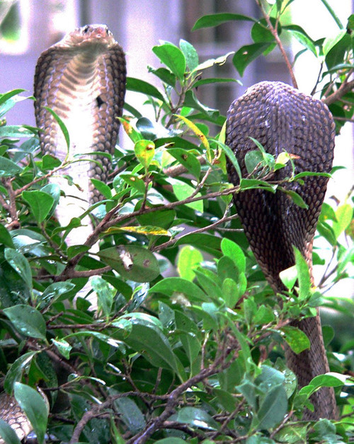 Rắn hổ mèo. Rắn hổ mèo.