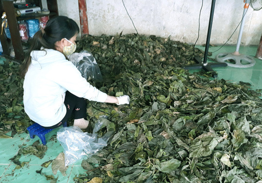Xôn xao thương lái “bí ẩn” thu mua lượng lớn lá nhàu - Hình 3 Xon xao thuong lai “bi an” thu mua luong lon la nhau-Hinh-3