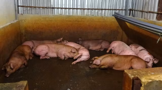 Chu lo mo noi gi ve hang ngan con heo bi tiem thuoc an than?