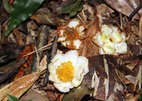 Hoa chè cổ thụ. Ảnh: X.T. Hoa chè cổ thụ. Ảnh: X.T.
