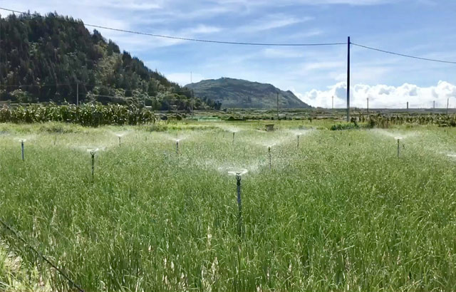 Một ruộng tỏi chuẩn bị thu hoạch. Một ruộng tỏi chuẩn bị thu hoạch.