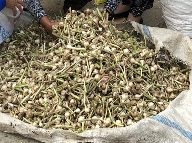 Một điểm bán tỏi tươi tại cầu cảng xã An Vĩnh. Một điểm bán tỏi tươi tại cầu cảng xã An Vĩnh.