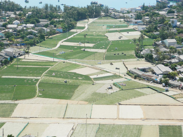 Một góc cánh đồng để trồng tỏi ở thôn Đông, huyện đảo Lý Sơn. Một góc cánh đồng để trồng tỏi ở thôn Đông, huyện đảo Lý Sơn.