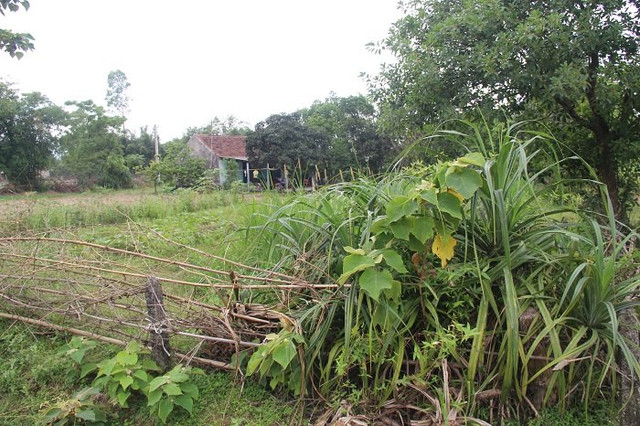 Ngôi nhà nhỏ bé của bà Hệ lọt thỏm giữa mảnh vườn đầy cỏ gianh.