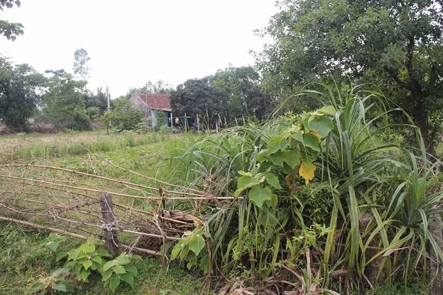 Ngôi nhà nhỏ bé của bà Hệ lọt thỏm giữa mảnh vườn đầy cỏ gianh.