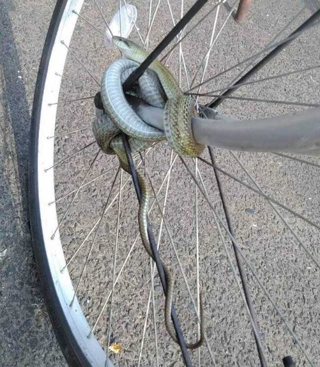 Vô tư dắt xe, trai trẻ sốc nặng với “khóa chống trộm” kinh dị Vo tu dat xe, trai tre soc nang voi “khoa chong trom” kinh di