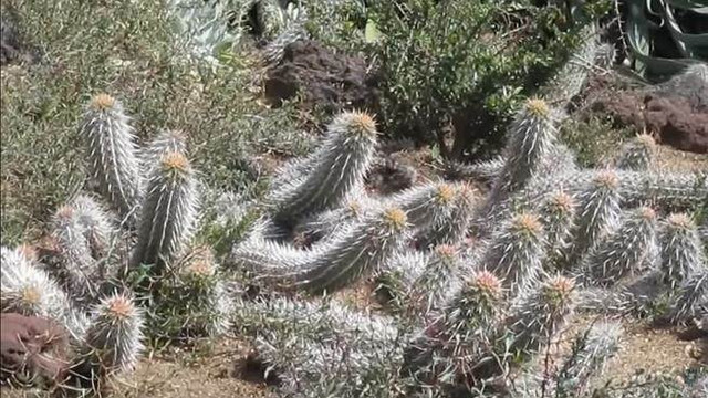 Kinh dị loài xương rồng biết đi, có thể bò qua sa mạc Kinh di loai xuong rong biet di, co the bo qua sa mac