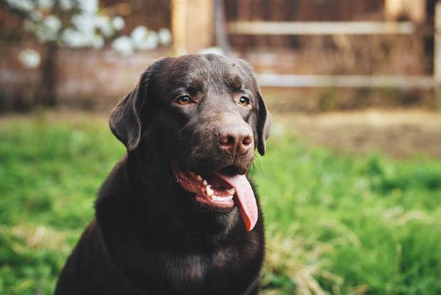 Suýt tù 50 năm, người đàn ông sạch tội nhờ... một chú chó Suyt tu 50 nam, nguoi dan ong sach toi nho... mot chu cho
