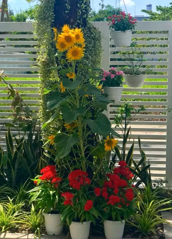 để trồng các loại cây, hoa đem đến không gian xanh, không khí trong lành cho ngôi nhà.