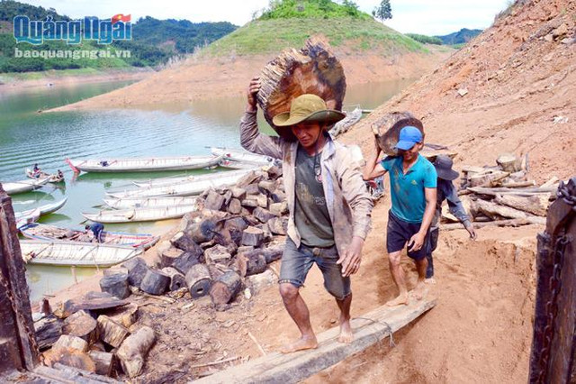 Cảnh lạ: Hồ “mọc” gỗ, dân đổ xô xuống cắt, kiếm 300 ngàn/ngày - Hình 2 Canh la: Ho “moc” go, dan do xo xuong cat, kiem 300 ngan/ngay-Hinh-2