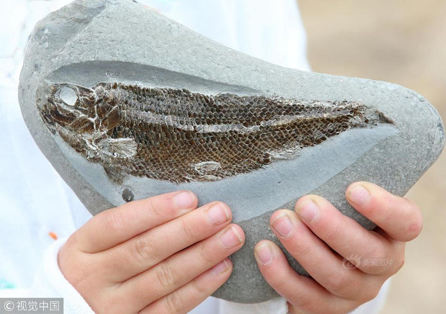 Đi dạo, bé 5 tuổi tìm được điều giới khoa học mong mỏi - Hình 4 Di dao, be 5 tuoi tim duoc dieu gioi khoa hoc mong moi-Hinh-4