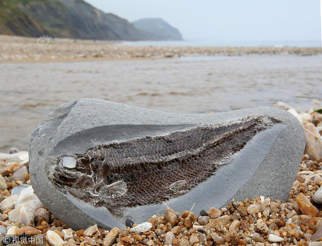 Đi dạo, bé 5 tuổi tìm được điều giới khoa học mong mỏi - Hình 2 Di dao, be 5 tuoi tim duoc dieu gioi khoa hoc mong moi-Hinh-2