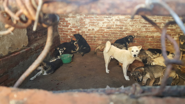 Chủ lò mổ chó lãi bạc triệu tiết lộ nguyên nhân bỏ nghề - Hình 2 Chu lo mo cho lai bac trieu tiet lo nguyen nhan bo nghe-Hinh-2