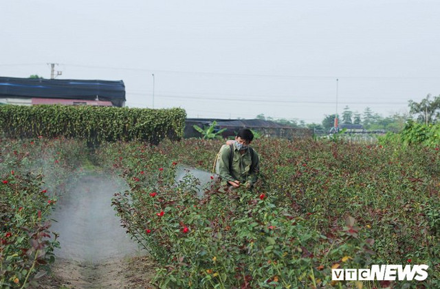 Rùng mình cảnh thuốc sâu phun như "mưa phùn", tưới đẫm hoa Mê Linh - Hình 3 Rung minh canh thuoc sau phun nhu