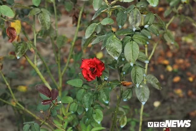 Rung minh canh thuoc sau phun nhu 