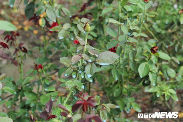 Rùng mình cảnh thuốc sâu phun như "mưa phùn", tưới đẫm hoa Mê Linh - Hình 6 Rung minh canh thuoc sau phun nhu