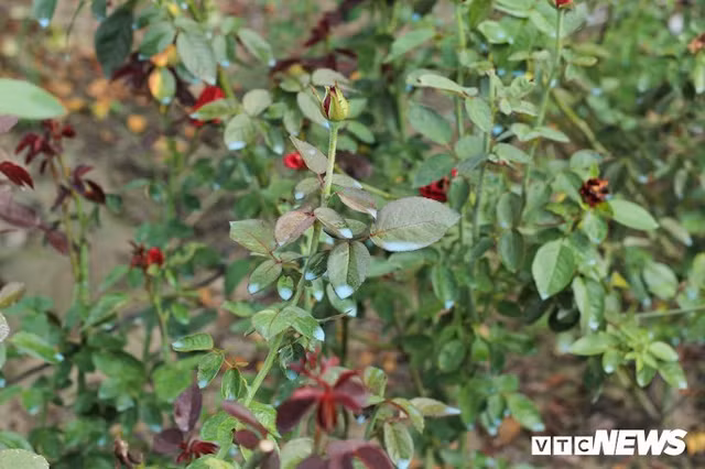 Rung minh canh thuoc sau phun nhu 