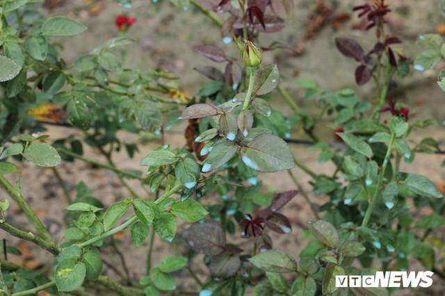 Rùng mình cảnh thuốc sâu phun như "mưa phùn", tưới đẫm hoa Mê Linh - Hình 7 Rung minh canh thuoc sau phun nhu