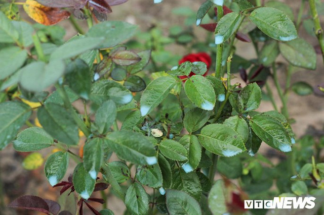 Rùng mình cảnh thuốc sâu phun như "mưa phùn", tưới đẫm hoa Mê Linh - Hình 4 Rung minh canh thuoc sau phun nhu