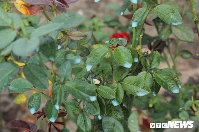 Rung minh canh thuoc sau phun nhu 