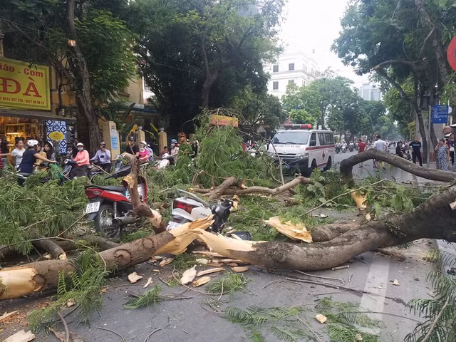 Tại hiện trường vẫn còn ngổn ngang cành cây phượng đè bẹp, hư hỏng hai xe máy.