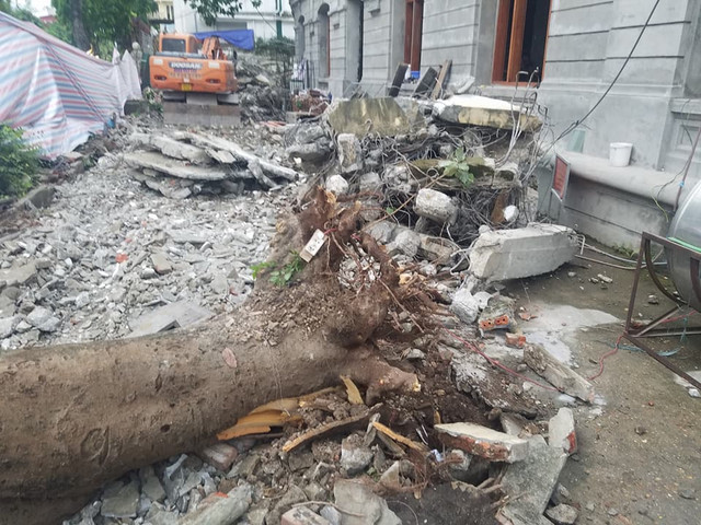 Theo quan sát của PV, cây phượng gãy đổ có rễ rất nông. Theo quan sát của PV, cây phượng gãy đổ có rễ rất nông.