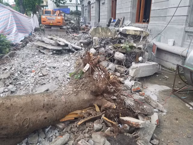 Theo quan sát của PV, cây phượng gãy đổ có rễ rất nông.