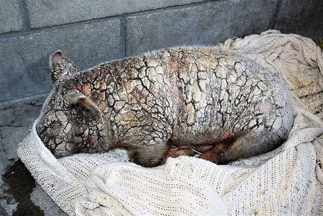 "Co" lon bi bo roi toi chet vi ghe lo, bat ngo 2 thang sau...