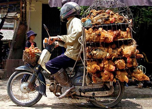 Nam thanh niên chở gà giữa khuya về sáng bất ngờ gặp “ma kiểm dịch”. Ảnh minh họa Nam thanh niên chở gà giữa khuya về sáng bất ngờ gặp “ma kiểm dịch”. Ảnh minh họa