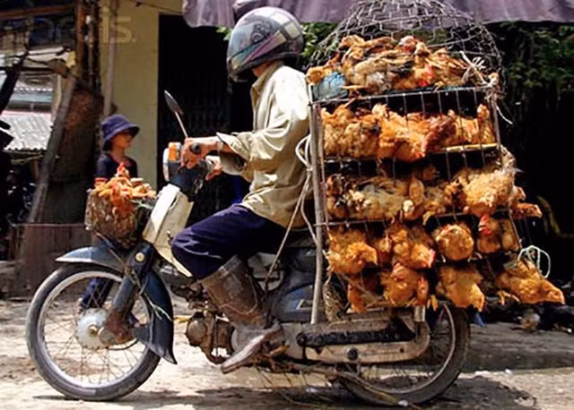 Nam thanh niên chở gà giữa khuya về sáng bất ngờ gặp “ma kiểm dịch”. Ảnh minh họa