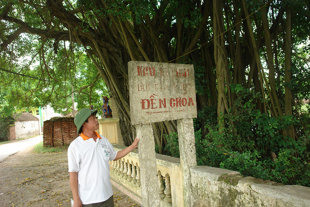 Ly kỳ cuộc chiến bảo vệ những gốc cây trăm tỷ đồng của nông dân Ly ky cuoc chien bao ve nhung goc cay tram ty dong cua nong dan