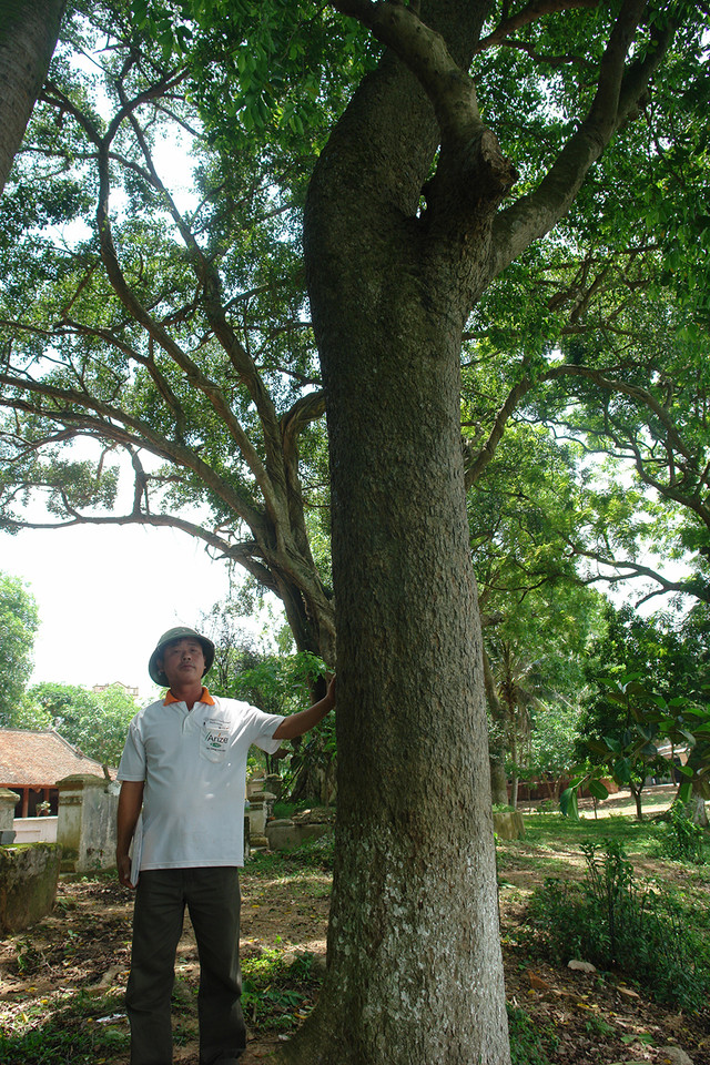 Ly kỳ cuộc chiến bảo vệ những gốc cây trăm tỷ đồng của nông dân - Hình 2 Ly ky cuoc chien bao ve nhung goc cay tram ty dong cua nong dan-Hinh-2