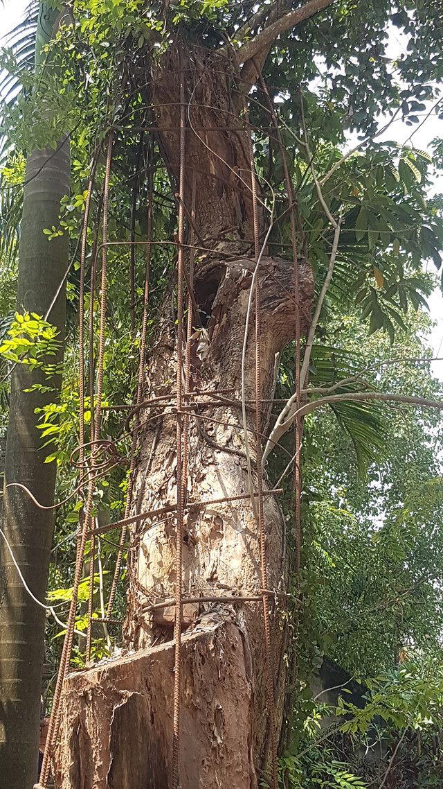 Ly kỳ cuộc chiến bảo vệ những gốc cây trăm tỷ đồng của nông dân - Hình 3 Ly ky cuoc chien bao ve nhung goc cay tram ty dong cua nong dan-Hinh-3