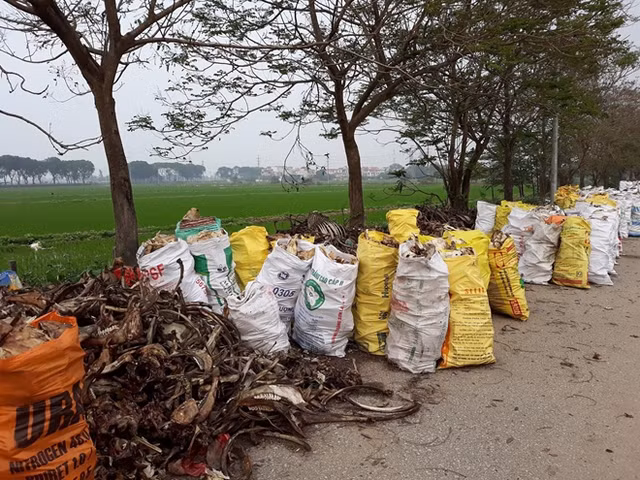 Xương trâu, bò được các chủ lò đóng vào bao tải nhưng chậm chuyển đi nơi khác.