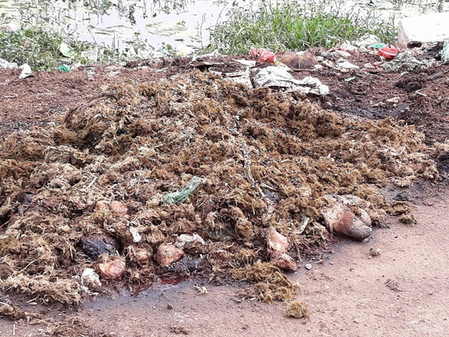 Nội tạng trâu, bò phân hủy và bốc mùi hôi thối.
